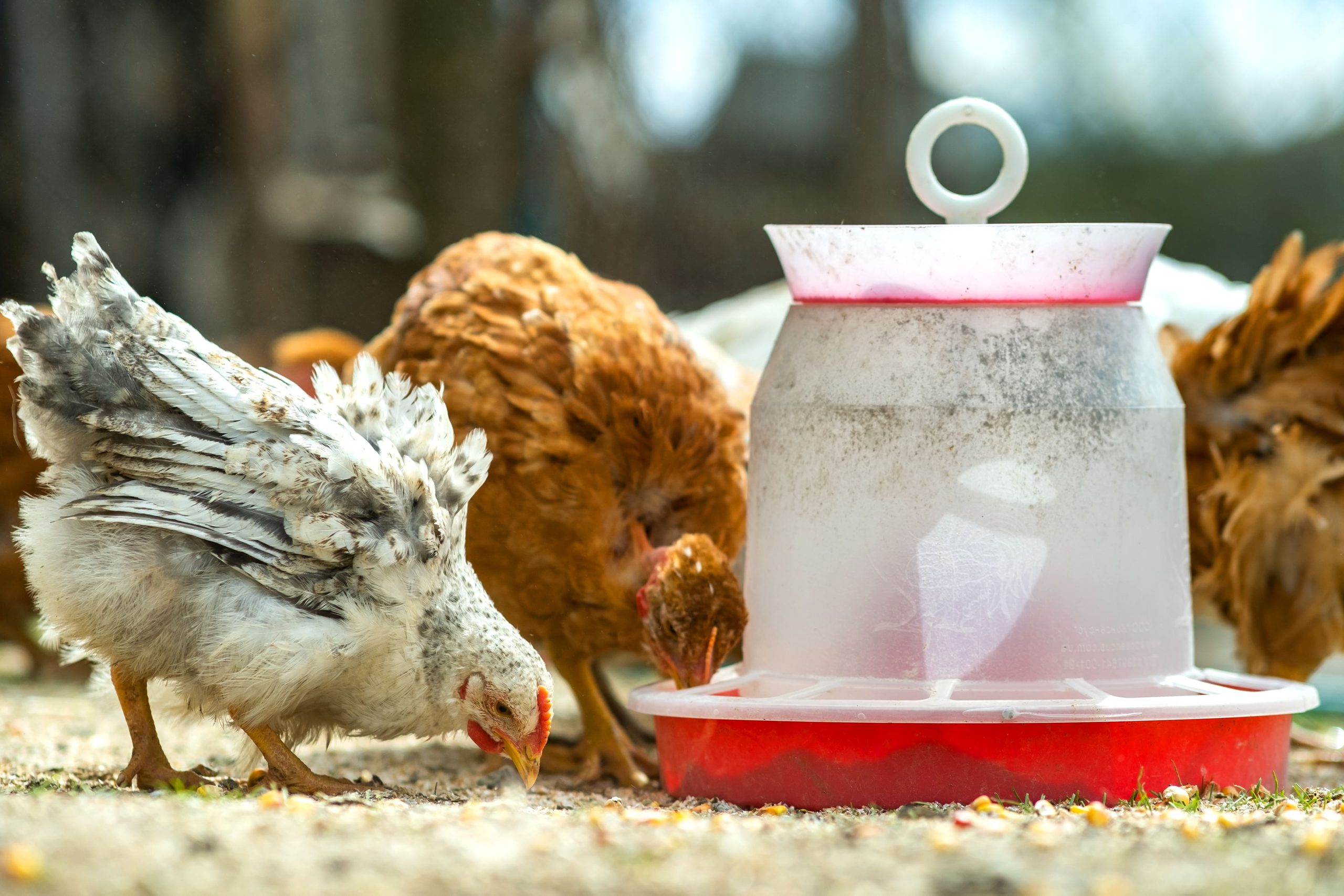 gallinas comiendo pienso